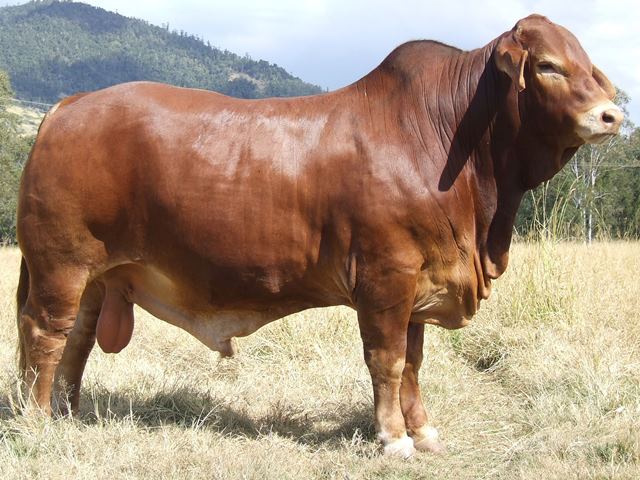 Bryvonlea Nortellus